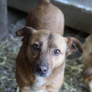 JILA - reserviert Dog Rescue / Tierhilfe Lebenswert e.V. (MP)