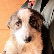 JONNA - reserviert Dog Rescue / Tierhilfe Lebenswert e.V. (MP)
