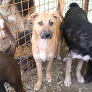 JULIANA - reserviert Dog Rescue / Tierhilfe Lebenswert e.V. (MP)