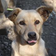 JULISSA - reserviert Dog Rescue / Tierhilfe Lebenswert e.V. (MP)