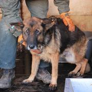 JULY - reserviert Dog Rescue / Tierhilfe Lebenswert e.V. (MP)