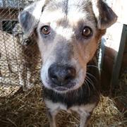 JUNA - reserviert Dog Rescue / Tierhilfe Lebenswert e.V. (MP)