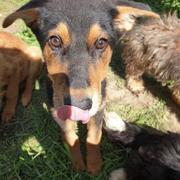 KIMMY -  reserviert Dog Rescue / Tierhilfe Lebenswert e.V. (MP)
