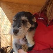 LELU - reserviert Dog Rescue / Tierhilfe Lebenswert e.V. (MP)