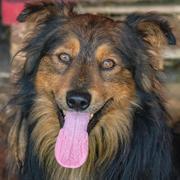 LEONARDO - reserviert Dog Rescue / Tierhilfe Lebenswert e.V. (MP)