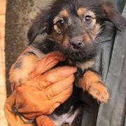 LOLE - reserviert Dog Rescue / Tierhilfe Lebenswert e.V. (MP)