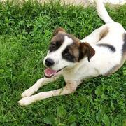 MARIO - reserviert Dog Rescue / Tierhilfe Lebenswert e.V. (MP)