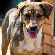 MARNIE - reserviert Dog Rescue / Tierhilfe Lebenswert e.V. (MP)