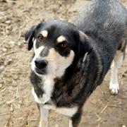 MICO - reserviert Dog Rescue / Tierhilfe Lebenswert e.V. (MP)