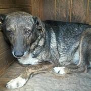 PERNILLA - reserviert Dog Rescue / Tierhilfe Lebenswert e.V. (MP)