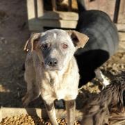 RIEKE - reserviert Dog Rescue / Tierhilfe Lebenswert e.V. (MP)