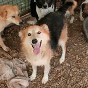 SALIM - reserviert Dog Rescue / Tierhilfe Lebenswert e.V. (MP)