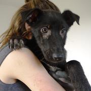 SASSA - reserviert Dog Rescue / Tierhilfe Lebenswert e.V. (MP)