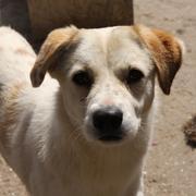 SIAH - reserviert Dog Rescue / Tierhilfe Lebenswert e.V. (MP)