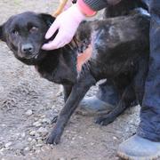 SOLENI - reserviert Dog Rescue / Tierhilfe Lebenswert e.V. (MP)