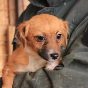 SULAILA - reserviert Dog Rescue / Tierhilfe Lebenswert e.V. (MP)