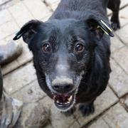 TANDA - reserviert Dog Rescue / Tierhilfe Lebenswert e.V. (MP)