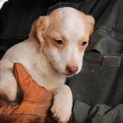 TONIE - reserviert Dog Rescue / Tierhilfe Lebenswert e.V. (MP)
