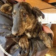 WEDA - reserviert Dog Rescue / Tierhilfe Lebenswert e.V. (MP)